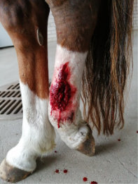 Wound healing of a dressage pony - Testimonial photo