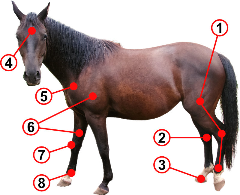 Horse diagram