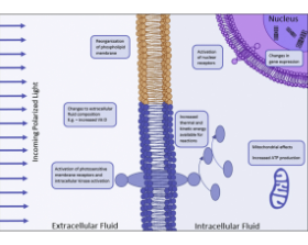 Therapeutic applications of polarized light: Tissue healing and immunomodulatory effects - Bioptron Doctor's Corner photo