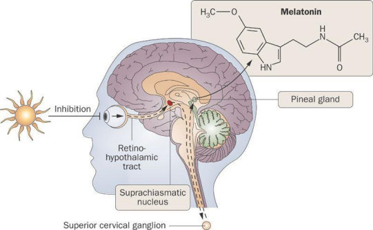 Circadian sleep–wake rhythm disturbances in end-stage renal disease