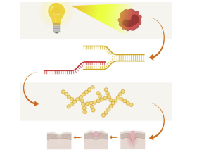 Polarized light therapy: Shining a light on the mechanism underlying its immunomodulatory effects - Bioptron Doctor's Corner photo